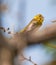 Portrait of a male Serin