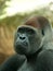 Portrait of a male silverback gorilla