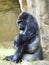 Portrait of a Male SilverBack Gorilla Sitting