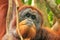 Portrait of male Sumatran orangutan in Gunung Leuser National Pa