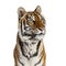 Portrait of a male tiger`s head, big cat, isolated