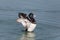 Portrait of male tufted duck Aythya fuligula splashing and gro