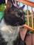 Portrait of male Tuxedo cat on back porch