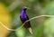 Portrait of male Violet Sabrewing hummingbird, Panama