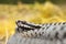 Portrait of male Vipera berus