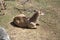 Portrait Of A Male Water Cobo Lying Down In The Natural Park