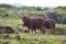 Portrait Of A Male Watusi In The Natural Park Of Cabarceno Old Mine For Iron Extraction. August 25, 2013. Cabarceno, Cantabria.