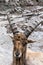 Portrait of a male West Caucasian tur, Capra caucasica, with massive horns