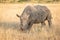 Portrait of male white rhinoceros, Cerototherium simium, in African landscape in late afternoon sun