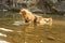 Portrait maled gold Hovie cools in water famous Prague lake