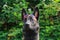 Portrait of a Malinois Belgian sheepdog wearing glasses