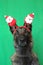 Portrait of a malinois belgian shepherd dog with a touching look wearing a red and white christmas diadem on a green background