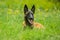 Portrait of malinois dog with black muzzle in a meadow