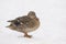 Portrait of a Mallard (Anas platyrhynchos)