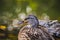 The Portrait of mallard Anas platyrhynchos dabbling duck waterfowl bird. Closeup of a female mallard duck in a pond or river water