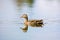 Portrait of a mallard duck Anas platyrhynchos swimming in ditch.