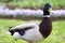 Portrait Mallard Duck on Background