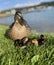 Portrait of a Mallard Duck with Ducklings on Lakeside Grass