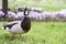 Portrait Mallard Duck on Flower Background