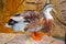 Portrait of a Mallard duck on a sunny day. Male Ducks. Close-up of a relaxing Mallard Duck. Ducks at the Lake. Animals in the Wild