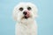 Portrait maltese dog licking its lips. Isolated on blue colored background