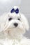 Portrait Maltese lapdog with blue bow on his head. Close-up portrait small white dog with long hair