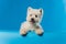 Portrait Maltese lapdog Close-up portrait small white dog.