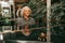 Portrait of man, age 60 - 65 years old, gray curly hair, sitting at piano and playing piece of music, focused, side view