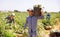 Portrait of man farmer holding basket with fresh artichokes