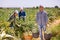 Portrait of man farmer holding basket with fresh artichokes