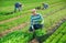 Portrait of man horticulturist picking green arugula on field