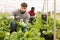 Portrait of man horticulturist picking mangold in greenhouse