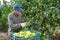 Portrait of man professional farmer during harvesting of lemon at plantation