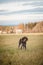 Portrait of a man`s most faithful friend, a dog of the Czech breed Rough-coated Bohemian Pointer in a field in Set Sail Champagne