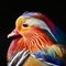 Portrait of Mandarin Duck