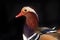 Portrait mandarin duck