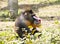 Portrait of mandrill male