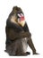 Portrait of Mandrill, Mandrillus sphinx, primate