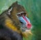 Portrait of Mandrill, Mandrillus sphinx, primate  of the Old World monkey family