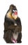 Portrait of Mandrill sitting, Mandrillus sphinx