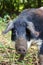 Portrait Mangalica pig