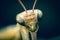 Portrait of a mantis closeup