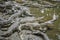 Portrait of many crocodiles at the farm in Vietnam, Asia