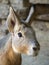 Portrait of mara patagonian closeup. The eyes of the rodent are smart and curious