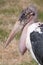 Portrait of a Marabou stork