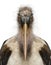 Portrait of Marabou Stork, Leptoptilos crumeniferus, 1 year old