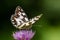 Portrait marbled white melanargia galathea butterfly violet th