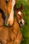 Portrait mare with colt