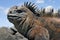 Portrait of the marine iguana. The Galapagos Islands. Pacific Ocean. Ecuador.