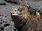 Portrait of the marine iguana. The Galapagos Islands. Pacific Ocean. Ecuador.